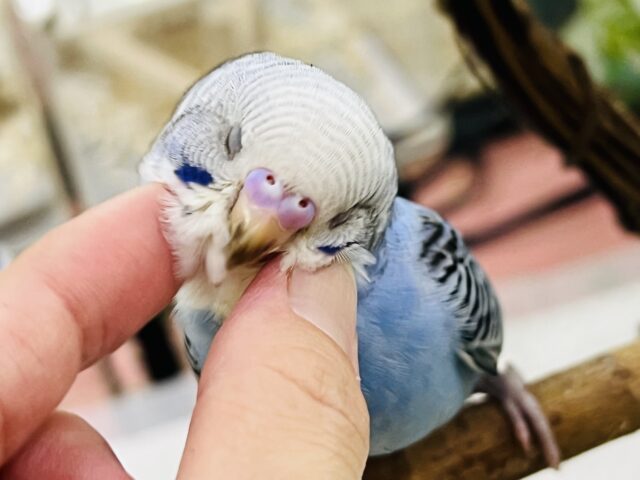 9/13更新☆くっきりとしたカラーを目を引くよ✨セキセイインコ（ブルーオパーリン）