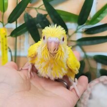 頭ぽやぽや！濃い黄色が綺麗～✨セキセイインコのヒナ(ルチノー)入荷しました❤️