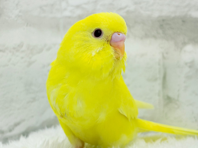 【あと1羽🐥】ケルベロス！？？黄色い元気っ子🐣💛セキセイインコ(ルチノー) ヒナ