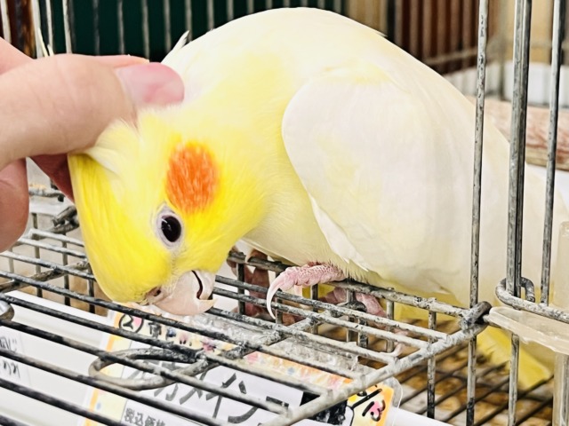 画像更新☆超ビッグボディー💛マーガレットみたいにパッと黄色い🌼オカメインコのルチノー♡