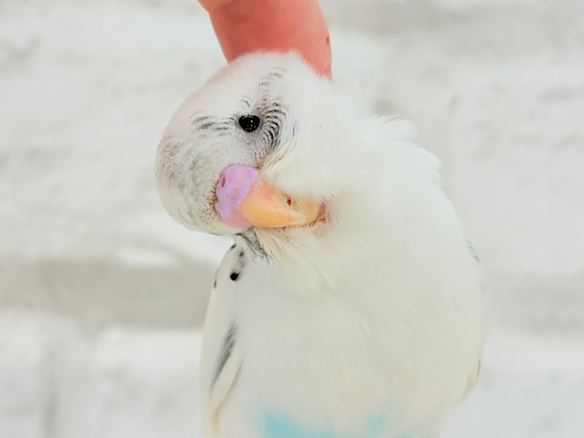 【最新画像更新🪄】ちょっと動かないでっ　ポジションとりが上手☆彡　セキセイインコ　白ハルクイン～～