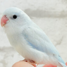 【最新画像更新🪄】夏本番🎐🫧涼しげアイスに癒されて🧊マメルリハ(アメリカンホワイトパイド)男の子 ヒナ