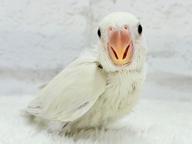 【最新画像更新🪄】これからが楽しみ♬*°コザクラインコ(パリドブルーバイオレットシナモン) ヒナ