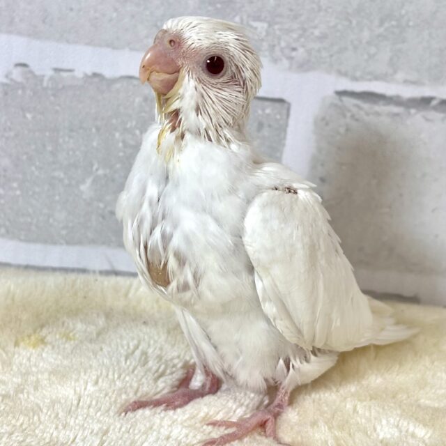 オカメインコ  ピュアホワイト  🦢🤍𓂃𓈒𓏸︎︎︎︎