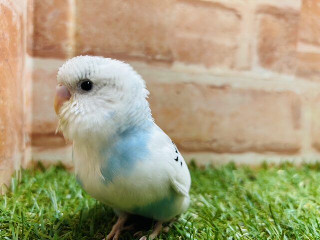 青空カラーが魅力的💙💙💙　セキセイインコ（パイド）