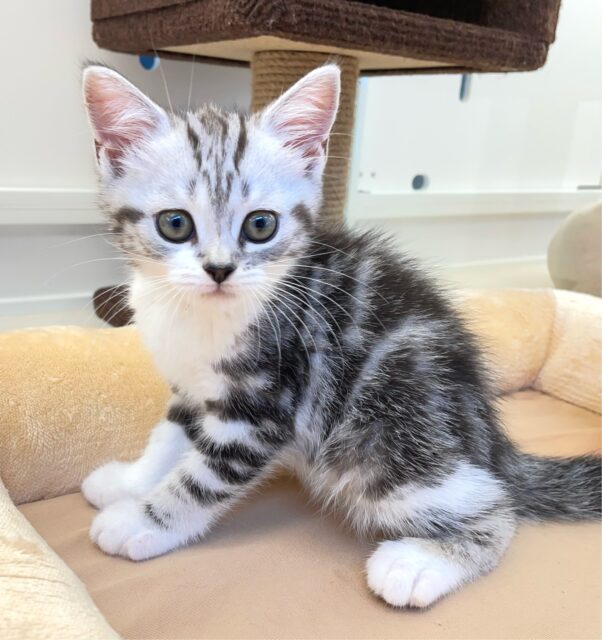 ん？アメショーじゃないよ(´•ᴗ•;ก)スコティッシュ・ストレート(シルバータビー＆ホワイト)🩶‎🤍女の子2025年6月7日生まれ