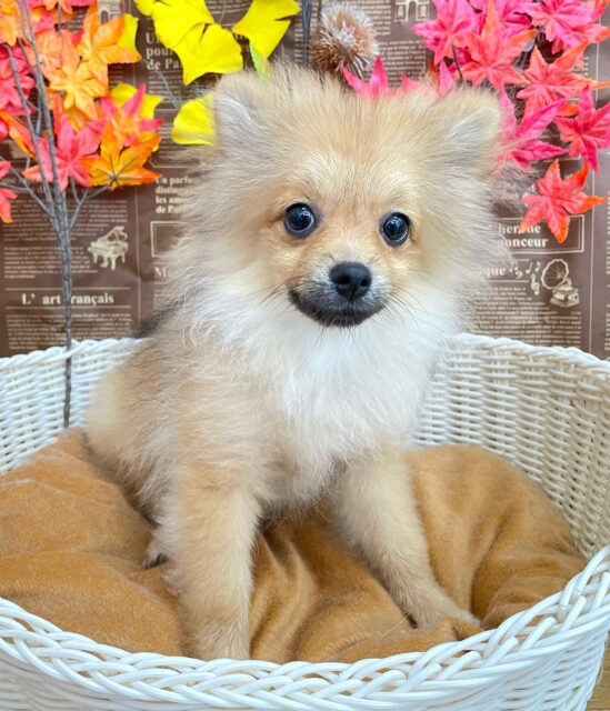 💖ポメてぃ〜STREET💖ポメラニアン(オレンジ)🍊女の子💖2025年4月12日生まれ