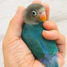 【最新画像更新🪄ひとり餌になりました‪☆】おめめくりくり‪☆紺碧ブルー💙ブルーボタンインコ ヒナ