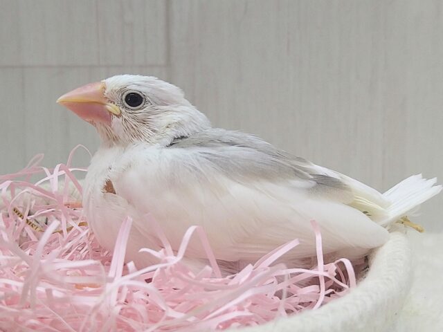 淡いピンクのクチバシが可愛い🌸白文鳥ヒナさんいますよ〜
