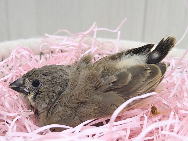 鳴き声はニーニー🎵キンカ鳥ヒナさん来ました〜ノーマル