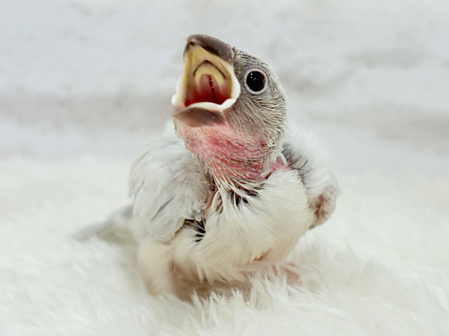 【最新画像更新🪄】成長するともちもちさん♬*°シルバー文鳥 ヒナ