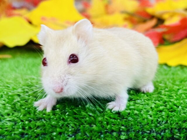 キラキラルビーアイのキャンベルハムスター入舎です！