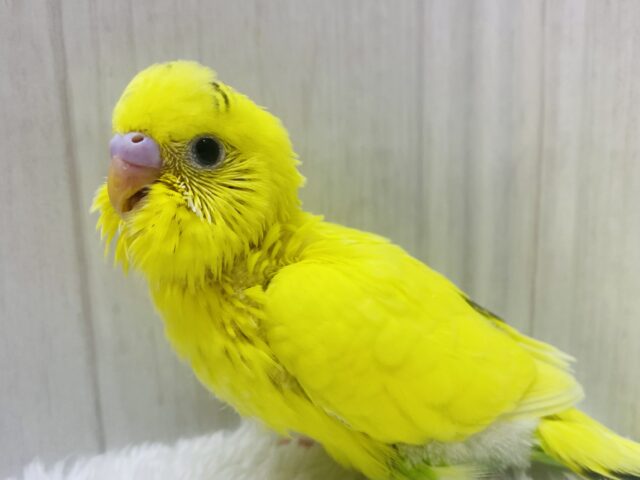 黒が少なめなんです.ᐟ.ᐟもふもふ感の可愛すぎるセキセイインコ🌟⋆꙳黄ハルクイン