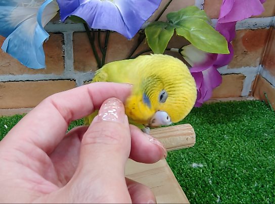 ふれあい出来ます️️⭕️セキセイインコのヒナ(グリーンスパングル)入荷しました❤️