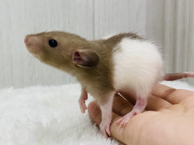 ミルクココアで甘々に🍫❤️ファンシーラットの女の子❗️！