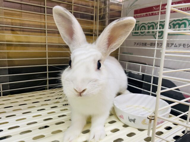 最新画像あります！真っ白かと思いきや、隠れチャームポイント発見💡☝️癒しをくれちゃう可愛さのミニウサギ💙