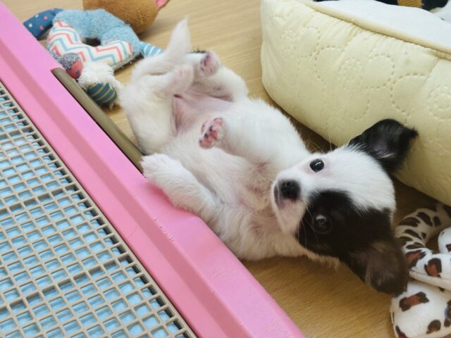 ムチムチベイビー♡ミックス犬ちゃん(チワワ×マルチーズ)