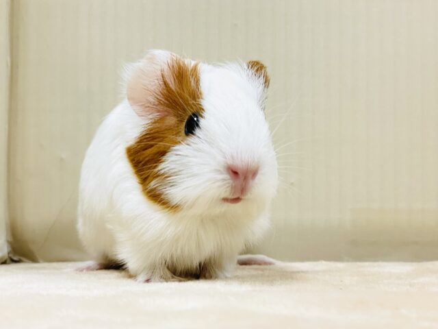 どこから見ても可愛すぎる💕イングリッシュモルモット（女の子）