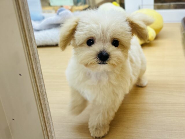 可愛すぎて危険！？ミックス犬くん(トイプードル×マルチーズ)