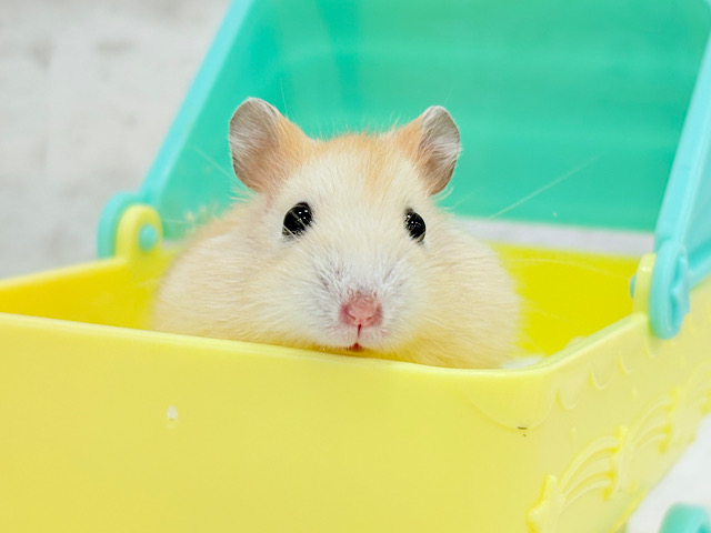 僕のほっぺには幸せが詰まってるんだ🐹💖イエロープディングハムスター(男の子)