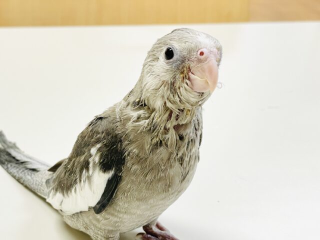 【最新画像】オシャレなモノトーンカラー🤍🖤オカメインコ(ホワイトフェイス)(ヒナ)