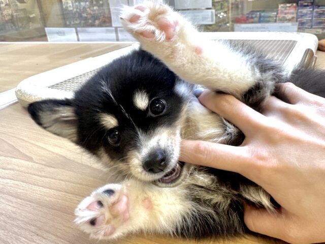 レア―！🐶★ポンスキーの赤ちゃん！女の子