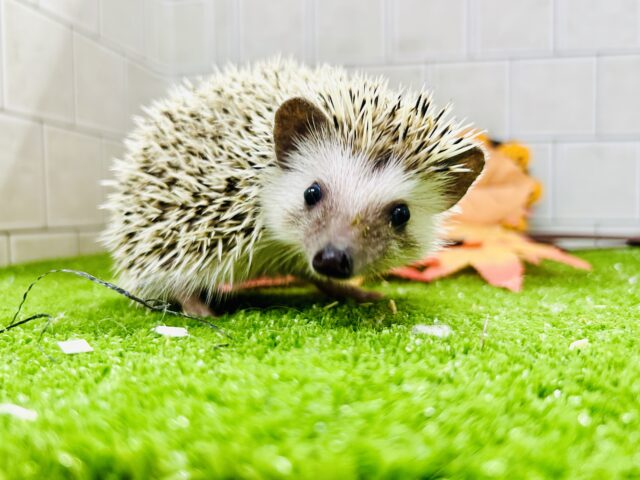 【最新画像更新☆☆】ツンツン栗ボディ🌰　ハリネズミ