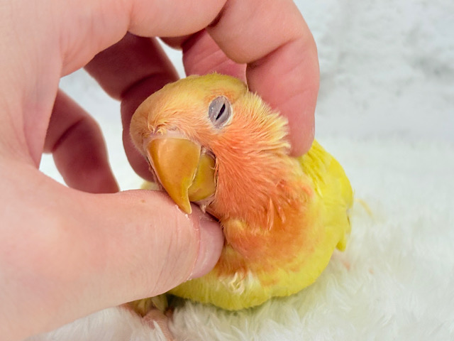 【最新画像更新🪄】フレッシュ🍊果汁たっぷり🫧コザクラインコ(ルチノー) ヒナ