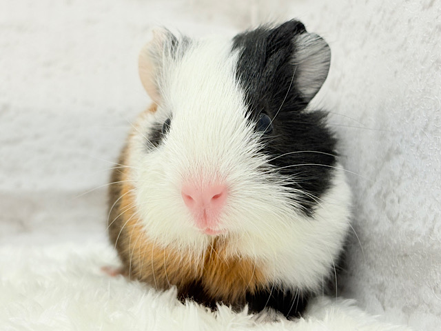 ぷりぷり♡プリティーフェイス♡イングリッシュモルモット(女の子)