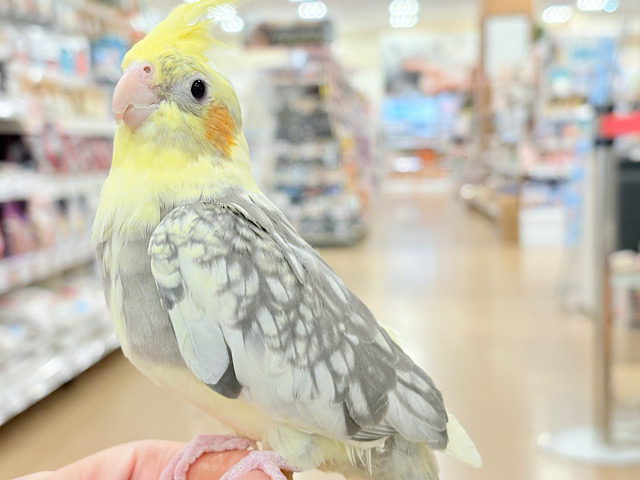 なでなで好きです♡オカメインコ(パールパイド)