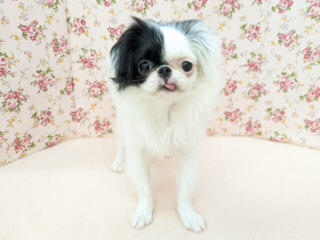 最新画像更新！！ハイテンションガール💗　狆の女のコ　2025/9/5撮影