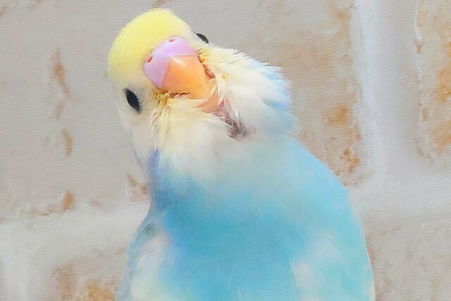 最新画像になります☆シュワシュワレインボー🌈🫧🫧 セキセイインコ（パステルレインボーパイド）