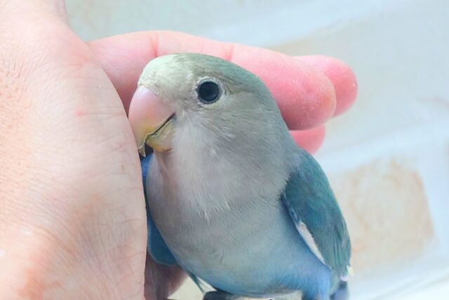 最新画像になります☆特別感、いっぱい☆彡　コザクラインコ（ブルー