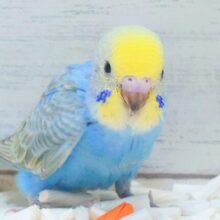 とっしん、突進～～　ちゃんとうけとめてねっ♬　セキセイインコ　レインボー～～