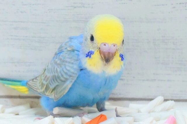 とっしん、突進～～　ちゃんとうけとめてねっ♬　セキセイインコ　レインボー～～