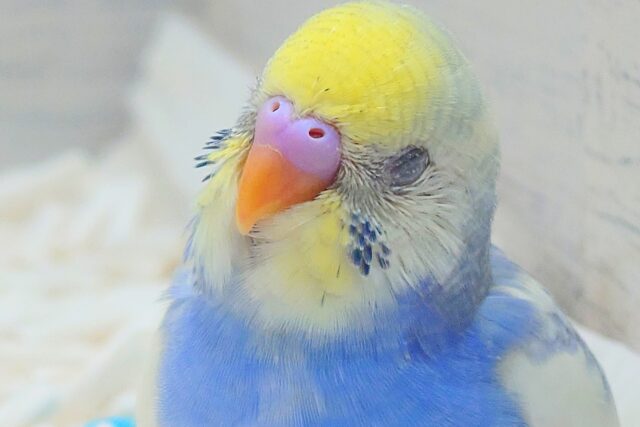 けっこう貴重ですよっ　ねむってるひょうじょうってーーー　セキセイインコ　パステルレインボーパイド～～