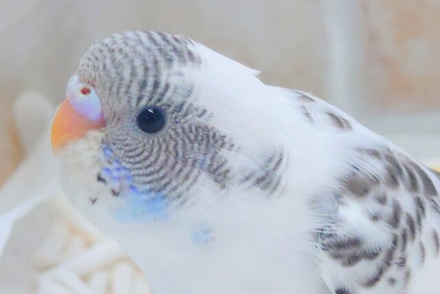 最新画像になります☆お顔ブワッと、たまらんあふれるーー🩵　セキセイインコ（白ハルクイン）