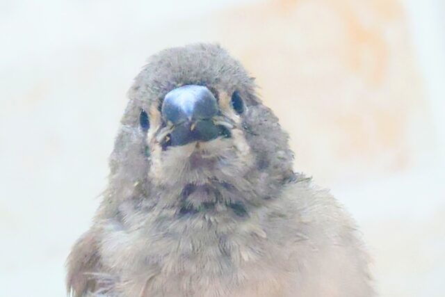 てぃっ☆　の使い分け、わっかるかなぁ〜　キンカチョウ〜〜