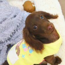 おっとりBoy💗甘えん坊🧡珍しいカラーのミニチュアダックスの男のコきました🌟