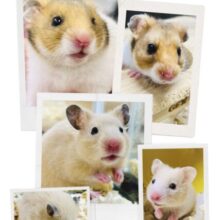 ハムスター入舎＆在舎情報！！　ゴールデンハムスター系