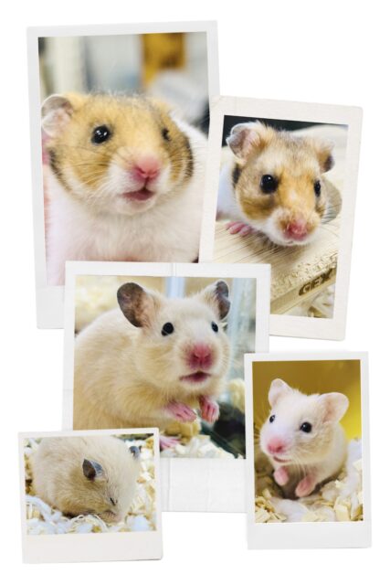 ハムスター入舎＆在舎情報！！　ゴールデンハムスター系