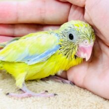 ちびっこ怪獣マメルリハ❣️(男の子)アメリカンイエロー(ヒナ)