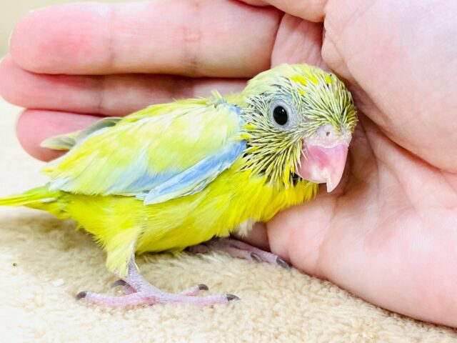 ちびっこ怪獣マメルリハ❣️(男の子)アメリカンイエロー(ヒナ)