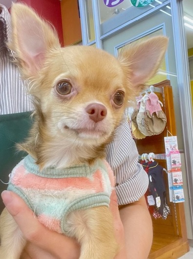 元気いっぱい🎵小鹿ちゃん💗　ロングコートチワワの女のコ　2025/10/25撮影