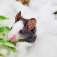 リクエストありがとうございます！パンダマウス男の子のご紹介ですっ！