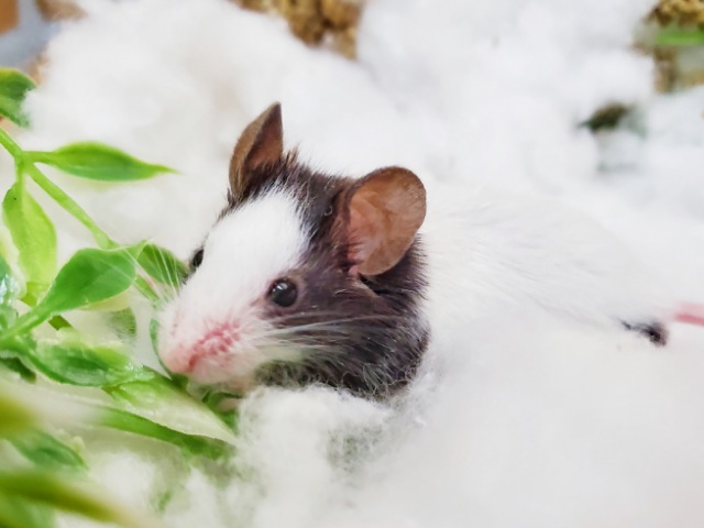 リクエストありがとうございます！パンダマウス男の子のご紹介ですっ！