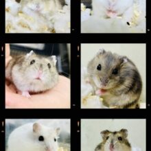 ハムスター在舎＆入舎情報！！　ドワーフハムスターズ♪