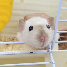 チョコっとレアカラー🍫ファンシーラットサイアミーズちゃん🤎