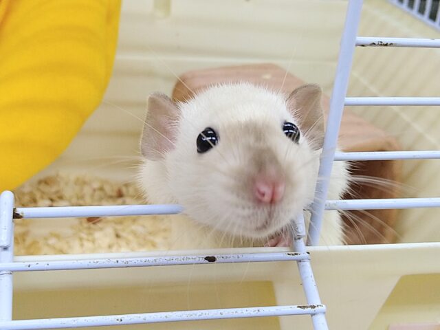 チョコっとレアカラー🍫ファンシーラットサイアミーズちゃん🤎