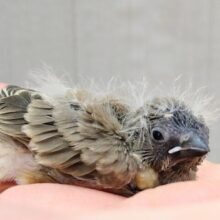 ニ〜ニ〜🎵の鳴き声が可愛いんです💕キンカ鳥さんヒナノーマルカラー